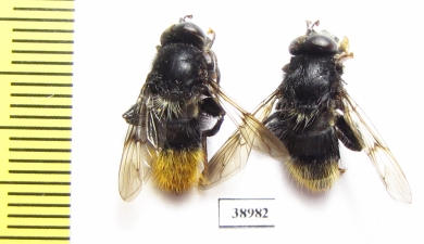 Diptera sp.  Russia, Tver reg. - INSECTS-STORE.RU