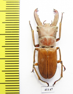 Cyclommatus martini  Malaysia, Borneo  31mm - INSECTS-STORE.RU