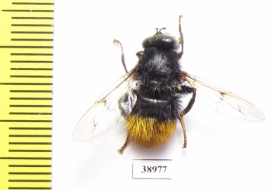 Diptera sp.  Russia, Tver reg. - INSECTS-STORE.RU