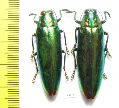 Chrysochroa kaupi, pair  Indonesia, Seram isl. - INSECTS-STORE.RU