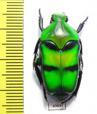 Ischiopsopha dives  Indonesia, Papua - INSECTS-STORE.RU