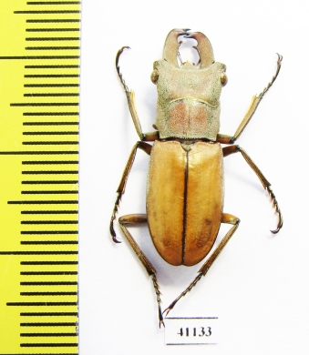 Cyclommatus modiglianii  Indonesia, Sumatra  24mm - INSECTS-STORE.RU