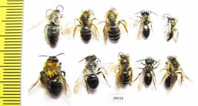 Hymenoptera sp.  Russia, Tver reg. - INSECTS-STORE.RU