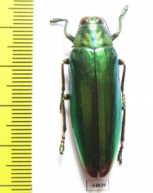 Chrysochroa kaupi  Indonesia, Seram isl. - INSECTS-STORE.RU