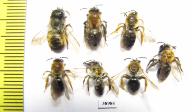 Hymenoptera sp.  Russia, Tver reg. - INSECTS-STORE.RU