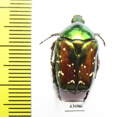 Protaetia splendidula  Iran, Lorestan prov. - INSECTS-STORE.RU