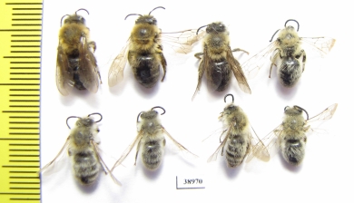 Hymenoptera sp.  Russia, Tver reg. - INSECTS-STORE.RU