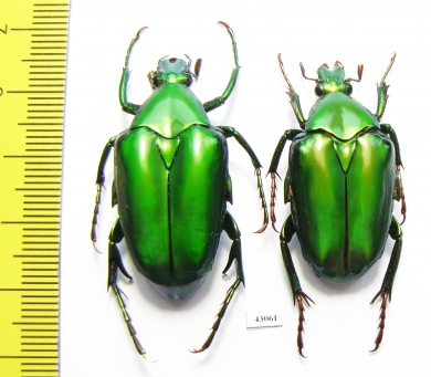 Pseudochalcothea shelfordi, pair  Indonesia, Kalimantan - INSECTS-STORE.RU