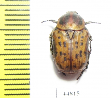 Cetoniinae sp.  South Africa Rep. - INSECTS-STORE.RU