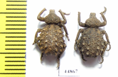 Brachyceridae sp.3  South Africa Rep. - INSECTS-STORE.RU