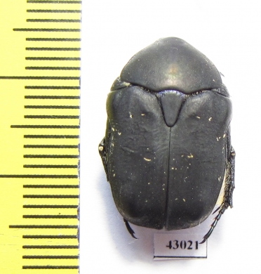 Protaetia afflicta libanni  Lebanon - INSECTS-STORE.RU