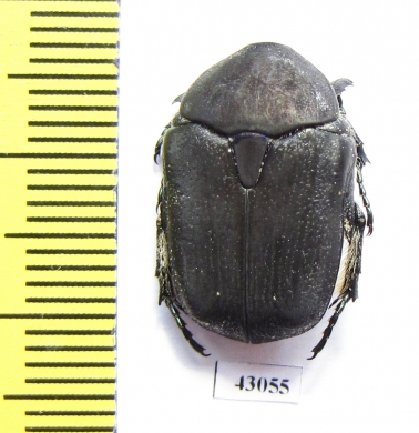 Protaetia afflicta afflicta  Cyprus - INSECTS-STORE.RU