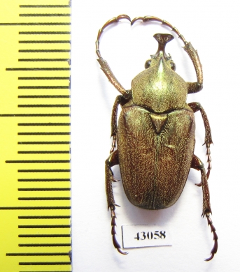 Mycteristes rhinophylla  Indonesia, Java - INSECTS-STORE.RU