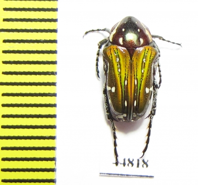 Leucocelis sp.  South Africa Rep. - INSECTS-STORE.RU