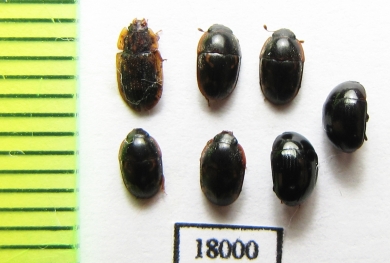 Nitidulidae sp.  Russia, Tver reg. - INSECTS-STORE.RU