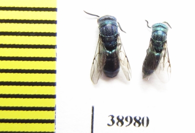 Chrysididae sp.  Russia, Tver reg. - INSECTS-STORE.RU