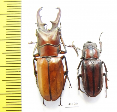 Cyclommatus asahinae, pair  Taiwan  35mm - INSECTS-STORE.RU