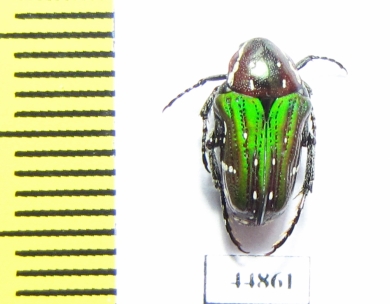 Leucocelis sp.  South Africa Rep. - INSECTS-STORE.RU