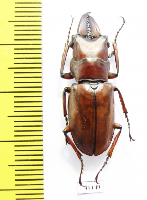 Cyclommatus ? vitalisi  Vietnam  30mm - INSECTS-STORE.RU