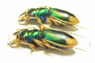 Megacephala euphratica  Iran, Khuzestan prov. - INSECTS-STORE.RU