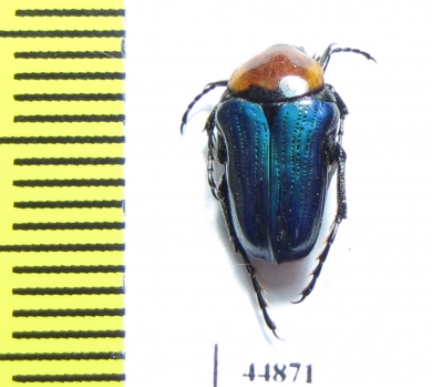 Leucocelis sp.  South Africa Rep. - INSECTS-STORE.RU