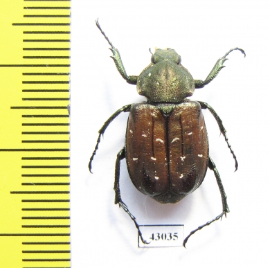 Gnorimus subopacus, female  Russia, Far East - INSECTS-STORE.RU