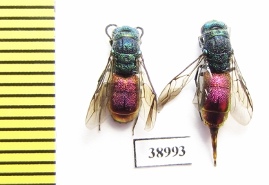 Chrysididae sp.  Russia, Tver reg. - INSECTS-STORE.RU