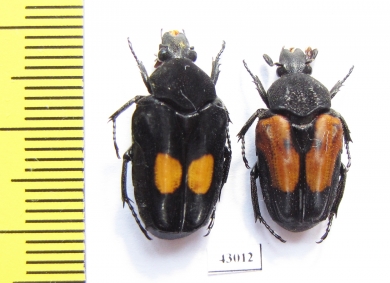 Taeniodera fenestrata, pair  Indonesia, Kalimantan - INSECTS-STORE.RU