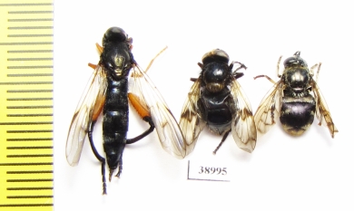 Diptera sp.  Russia, Tver reg. - INSECTS-STORE.RU