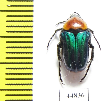 Leucocelis sp.  South Africa Rep. - INSECTS-STORE.RU