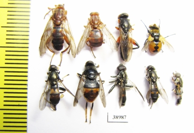 Diptera sp.  Russia, Tver reg. - INSECTS-STORE.RU