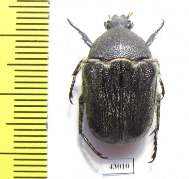 Metallesthes metallescens  Australia - INSECTS-STORE.RU