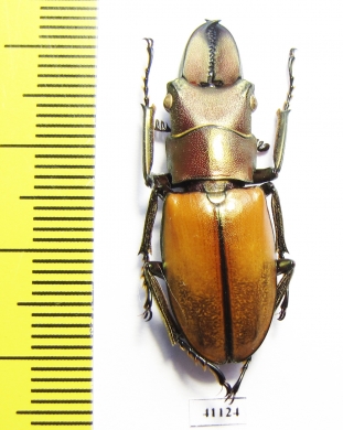 Cyclommatus montanellus  Malaysia, Borneo  34mm - INSECTS-STORE.RU