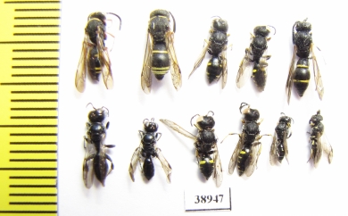 Hymenoptera sp.  Russia, Tver reg. - INSECTS-STORE.RU