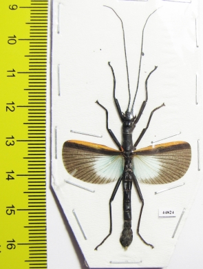 Orthomeria versicolor, male  Indonesia, Kalimantan - INSECTS-STORE.RU