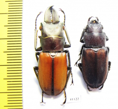 Cyclommatus montanellus, pair  Malaysia, Borneo  33mm - INSECTS-STORE.RU