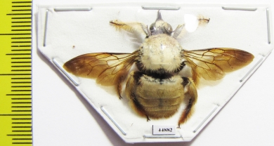 Hymenoptera, Xylocopa sp.  Indonesia, Seram isl. - INSECTS-STORE.RU