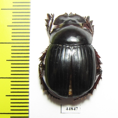 Synapsis ritsemae  Indonesia, Sumatra - INSECTS-STORE.RU