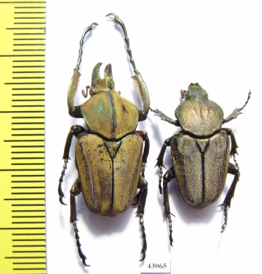 Mycteristes squamosa, pair  Indonesia, Sumatra - INSECTS-STORE.RU