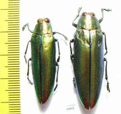 Chrysochroa aurora, pair  Indonesia, Sulawesi isl. - INSECTS-STORE.RU