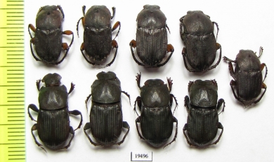 Eurysternus sp.  Peru - INSECTS-STORE.RU