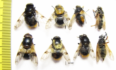 Diptera sp.  Russia, Tver reg. - INSECTS-STORE.RU