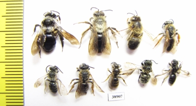 Hymenoptera sp.  Russia, Tver reg. - INSECTS-STORE.RU