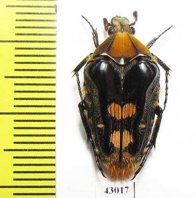 Coilodera penicillata  Laos - INSECTS-STORE.RU