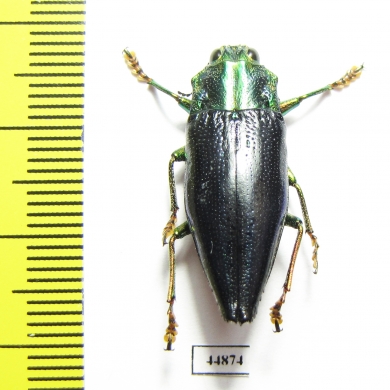 Cyphogastra staudingeri  Indonesia, Damar isl. - INSECTS-STORE.RU