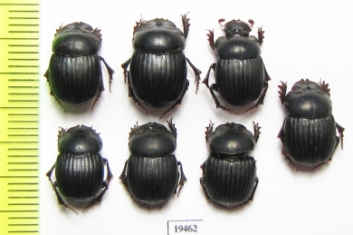 Scarabaeinae sp.  Peru - INSECTS-STORE.RU