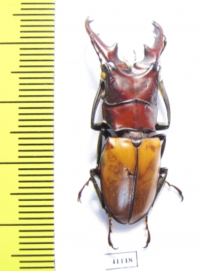 Cyclommatus pahangensis chiangmaiensis  Thailand  35mm - INSECTS-STORE.RU