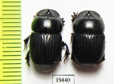 Scarabaeinae sp.  Peru - INSECTS-STORE.RU