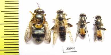 Diptera sp.  Russia, Tver reg. - INSECTS-STORE.RU