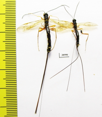 Ichneumonoidea sp.  Russia, Tver reg. - INSECTS-STORE.RU